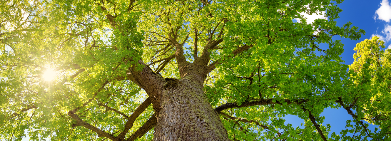 tree tops